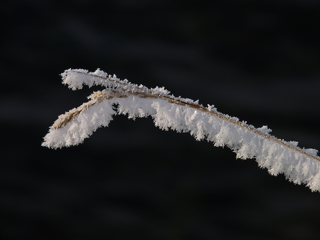 Winter magic Winter magic