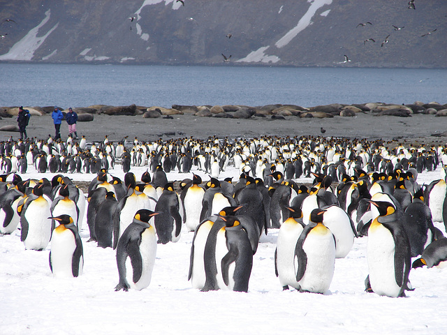 St Andrew's Bay, South Georgia