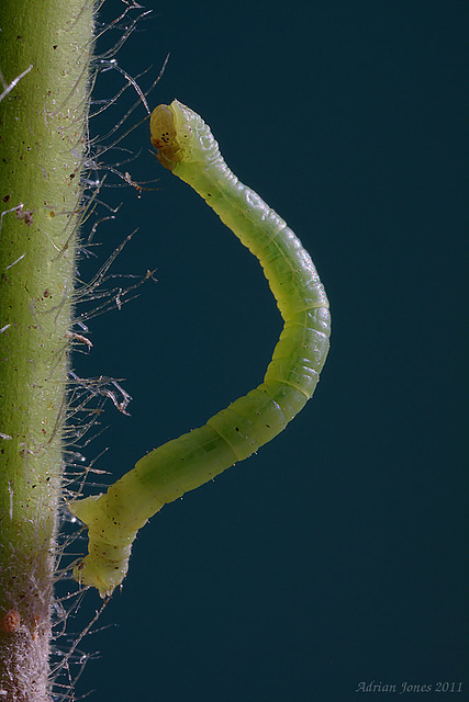 Geometrid Moth Larva