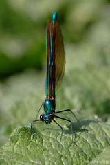 Calopteryx virgo, The Beautiful Demoiselle