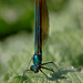 Calopteryx virgo, The Beautiful Demoiselle