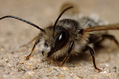 mining_bee_001