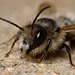 mining_bee_001