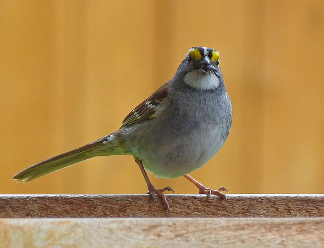 White-throated Sparrow