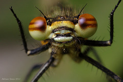 large_red_damselfly_005