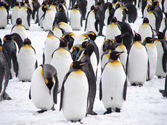 St Andrew's Bay, South Georgia