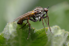 Empis tessellata ?