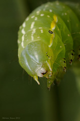 caterpillar_003