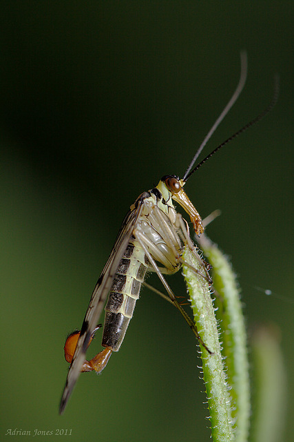 scorpion_fly_001