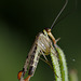 scorpion_fly_001