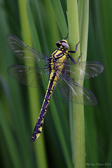 Common Club-tail (Gomphus vulgatissimus)