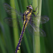 Common Club-tail (Gomphus vulgatissimus)