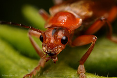 soldier_beetle_001