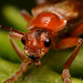 soldier_beetle_001