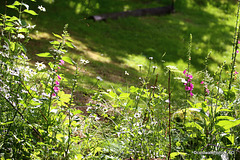 Wild Flowers corner in the Pond Garden