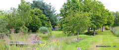 Pond Garden Pan - early July