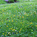 Wild flowers in the pond garden