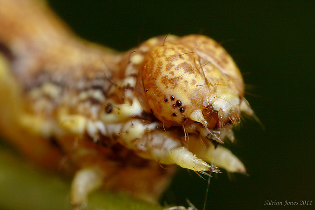 Mottled Umber Caterpillar (Erannis defoliaria)