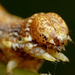 Mottled Umber Caterpillar (Erannis defoliaria)