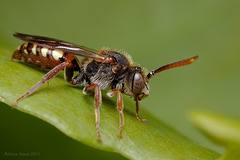 nomada_bee_001