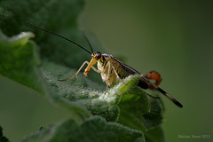 scorpion_fly_002