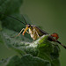 scorpion_fly_002