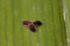 Deuterosminthurus pallipes ? courtship.