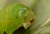 Noctuid Moth Caterpillar about to change skin.