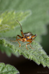 soldier_beetle_002