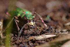 green_tiger_beetle