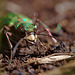 green_tiger_beetle