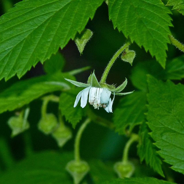 Wild Raspberry