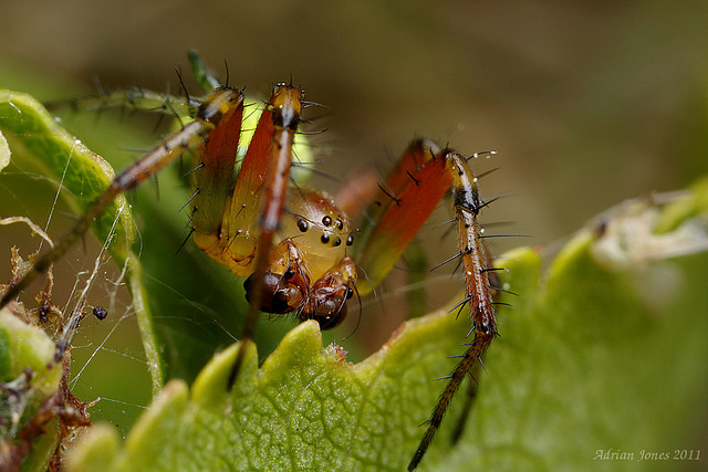 Araniella cucurbitina male.