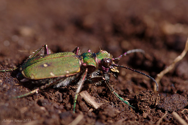 green_tiger_beetle_002