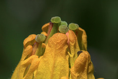 Golden Paintbrush