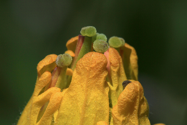 Golden Paintbrush Golden Paintbrush