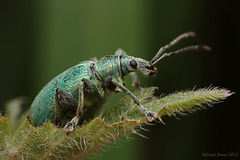 Green Nettle Weevil (Phyllobius pomaceus)