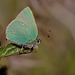 green_hairstreak_005