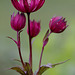 Astrantia major  Hadspen Blood