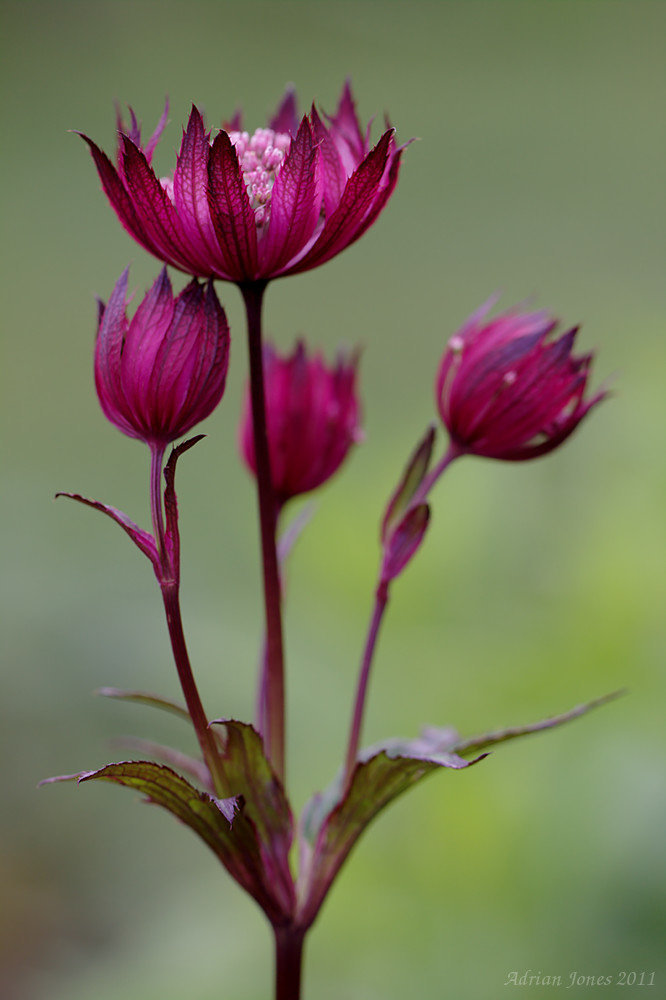 Astrantia major  Hadspen Blood