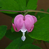 Bleeding Heart