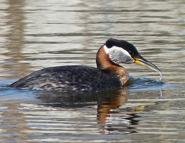 Red-necked Grebe