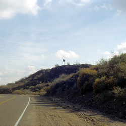 15-saguaro_ig_adj 15-saguaro_ig_adj