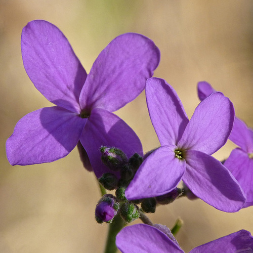 Dame's Rocket / Hesperis matronalis