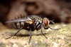 tachinid_fly_004