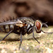 tachinid_fly_004