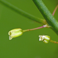 Asparagus flowers
