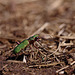 green_tiger_beetle_001