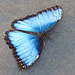 Blue-winged beauty