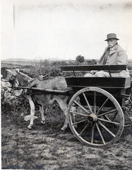 Donkey Cart c1920
